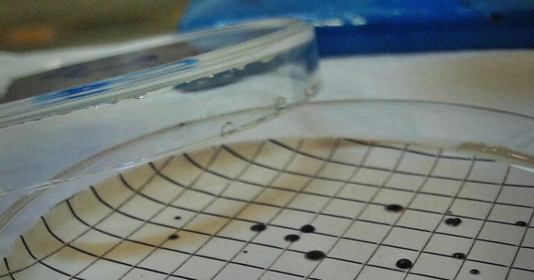 Staphylococcus