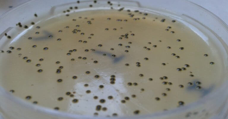 Staphylococcus