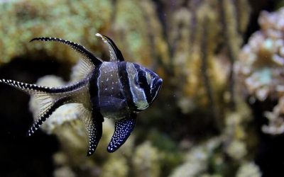 8 práticas recomendadas para os Checkers Marinhos da Hanna