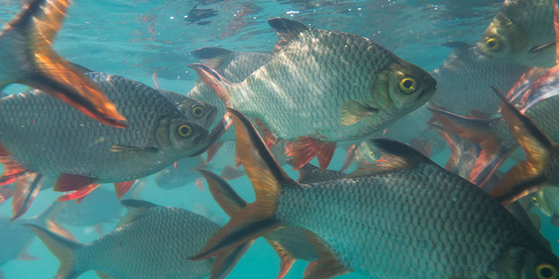 tilapia