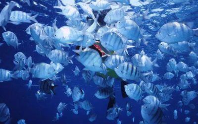Medição de pH, OD e nitrogênio em aquicultura