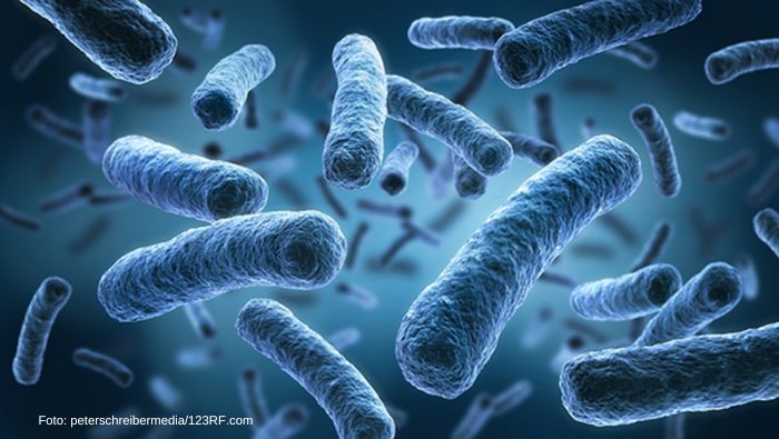 legionella legionella_bacterias