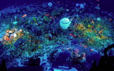 Costa norte do Brasil: desafios da conservação e a exploração de óleo e gás