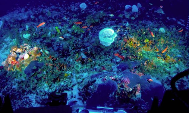 Costa norte do Brasil: desafios da conservação e a exploração de óleo e gás