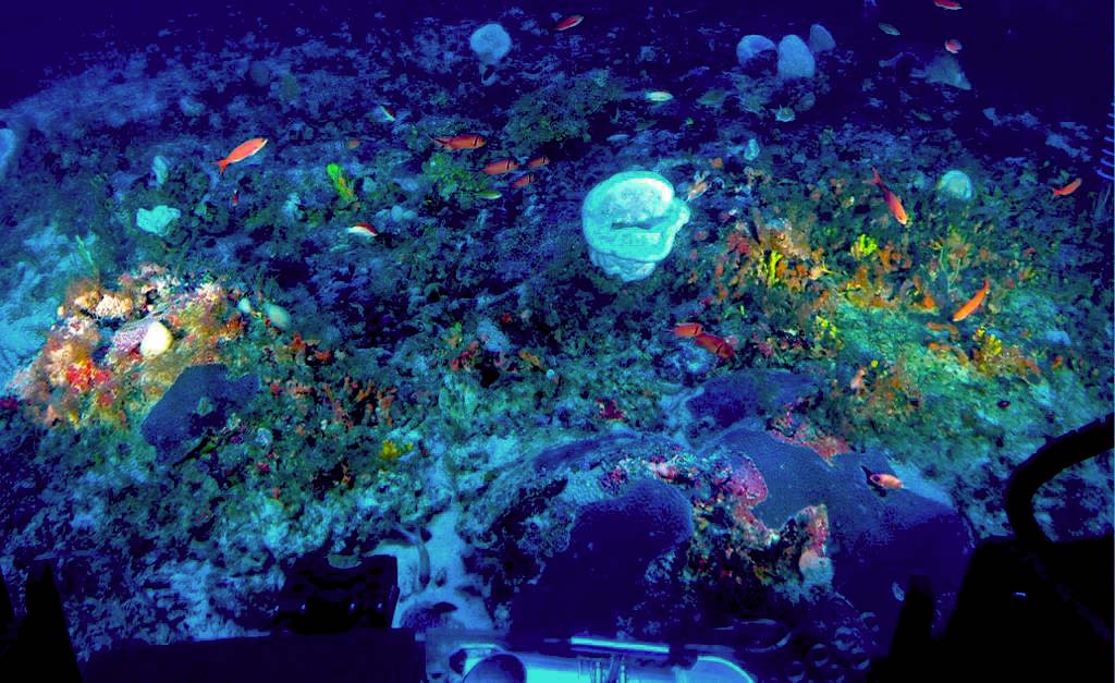 Corais-no-fundo-do-oceano-registrado-por-submarido-de-pesquisa exploracao_oleo_e_gas