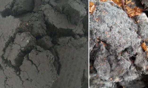 Reaproveitamento do lodo produzido em ETEs para reciclá-lo e transformá-lo em adubo