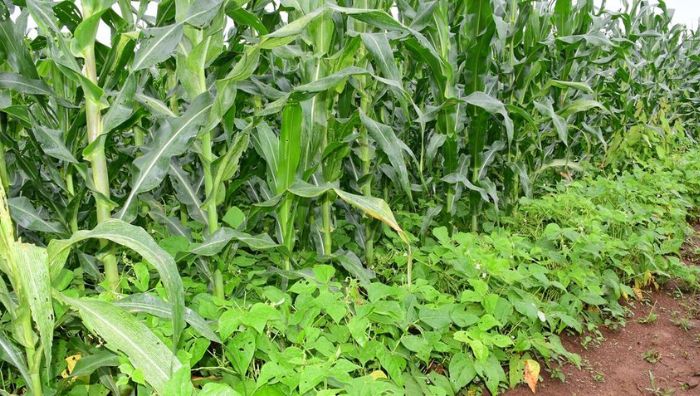 fazenda_tanzania agua_potavel_no_mundo