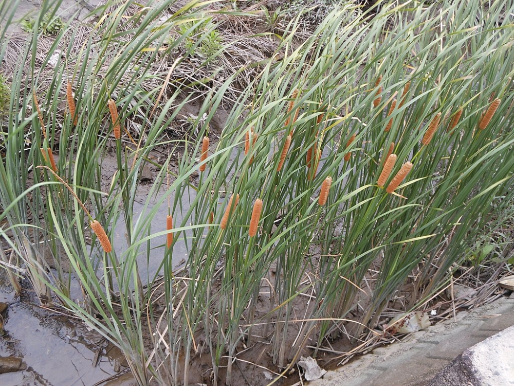 planta_aquatica planta_aquatica