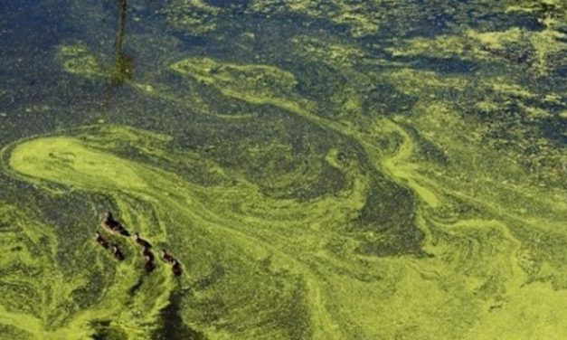 Prevenindo a proliferação de algas com uma “pitada de açúcar”