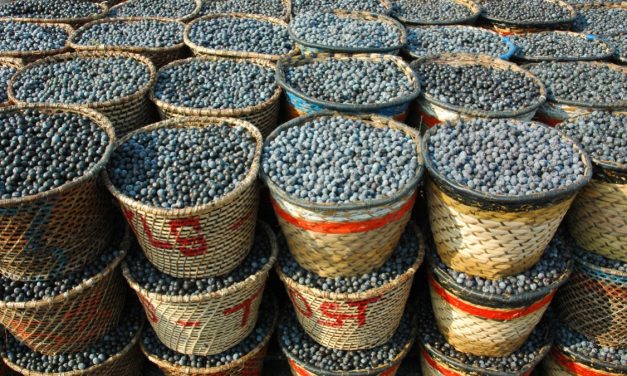 BNDES e Fundação Banco do Brasil apoiam estímulo a negócios comunitários e saneamento na Amazônia