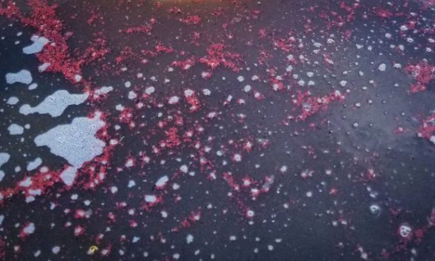 Otimizando a remoção de nitrogênio em efluentes