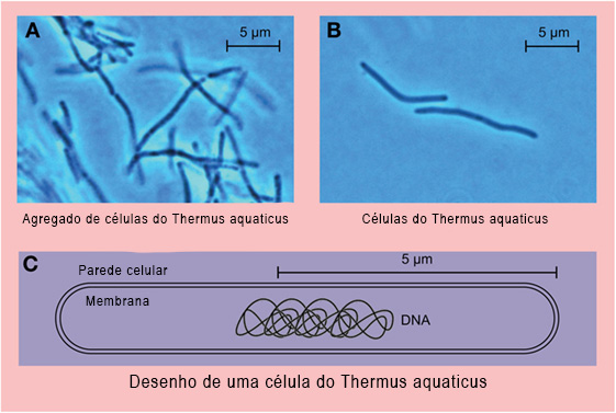microbios-na-agua