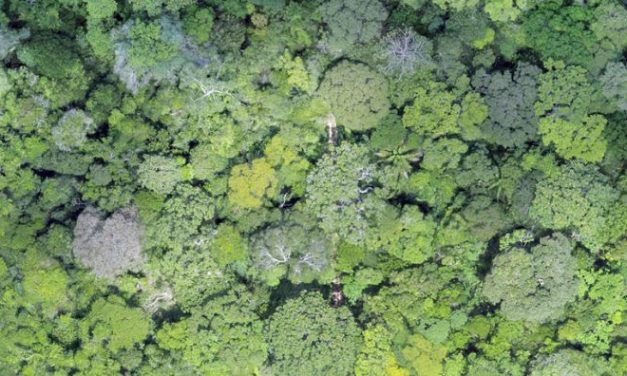 Modelo digital é utilizado em 100% dos planos de manejo florestal no Acre