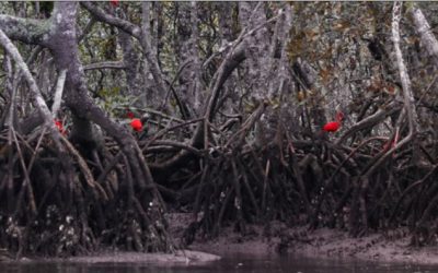 Recheados de “carbono azul”, manguezais ganham destaque no combate às mudanças climáticas