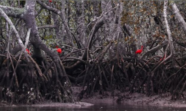 Recheados de “carbono azul”, manguezais ganham destaque no combate às mudanças climáticas