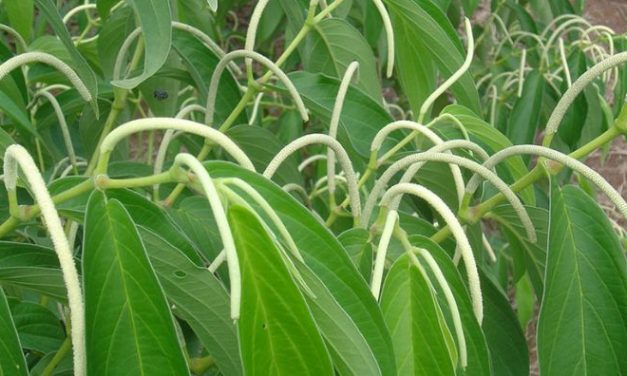 Bioeconomia no Brasil pode gerar faturamento de US$ 284 bi anuais