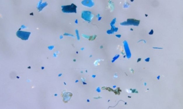 Nova forma de analisar a poluição por microplástico pode facilitar a avaliação dos impactos ambientais