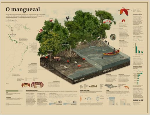 poster-manguezal carbono-azul