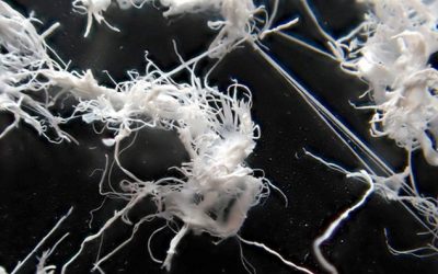 Produção de bioplásticos a partir de efluentes