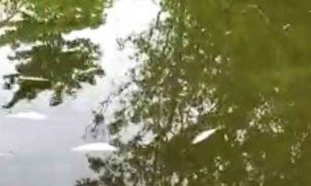 Programa da UFSC emite nota técnica sobre crise de saneamento básico e análise de mortalidade de peixes