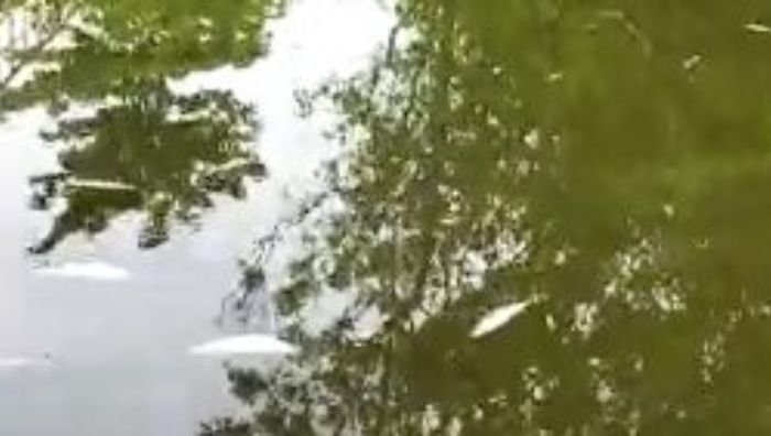 peixes-mortos-no-Itacorubi mortalidade-de-peixes