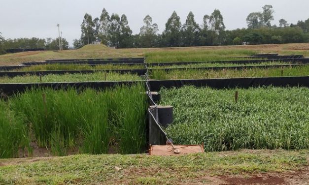 Sanepar implanta solução baseada na natureza para tratar lodo de esgoto de Santa Helena