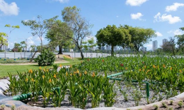 Jardins filtrantes despoluem águas de riacho que desagua no Capibaribe
