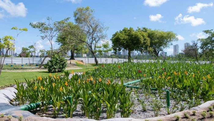 jardins-filtrantes sustentabilidade