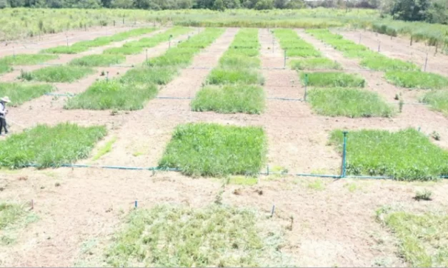 Empaer renova parceria para pesquisa que avalia uso de resíduo industrial de gelatina como fertilizante para pastagens