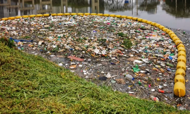 Microplásticos – Quanto menores os fragmentos de plástico, maior o dano ambiental