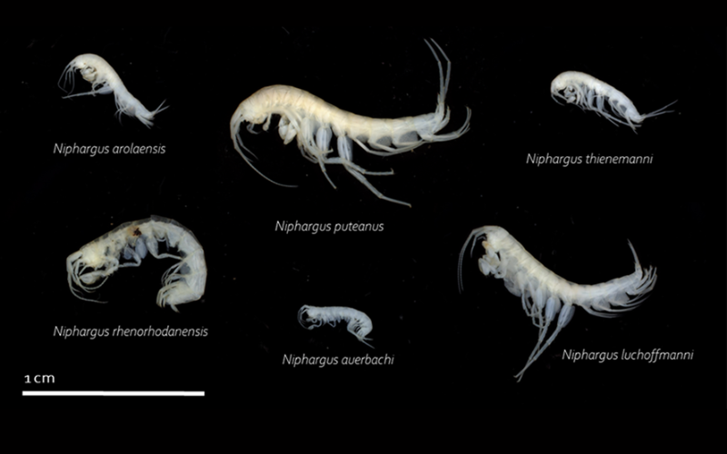 aguas-subterraneas-anfipodes anfipodes