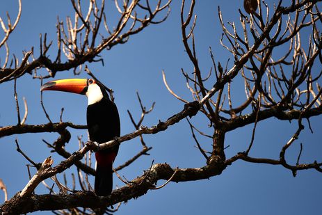 cerrado