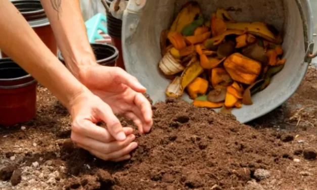 Manual ensina a fazer composteira e a descartar de forma adequada o lixo orgânico