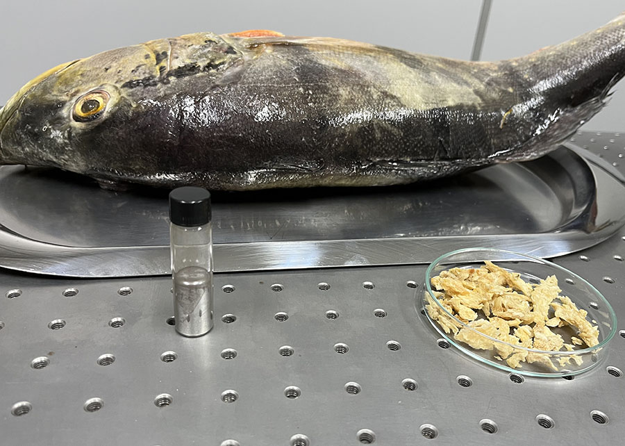 230627_DetecçãoMercúrio_Joana_Silva_peixe mercurio