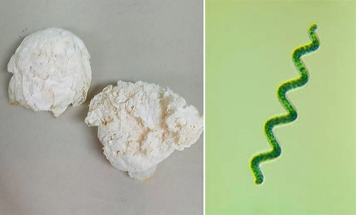 polimero-e-microalga-isolado_interna polimero-e-microalga-isolado_interna