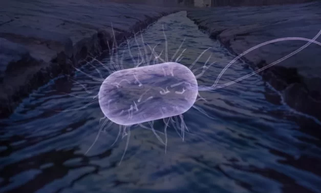 Entender como bactérias interagem com fósforo pode melhorar tratamento de esgotos