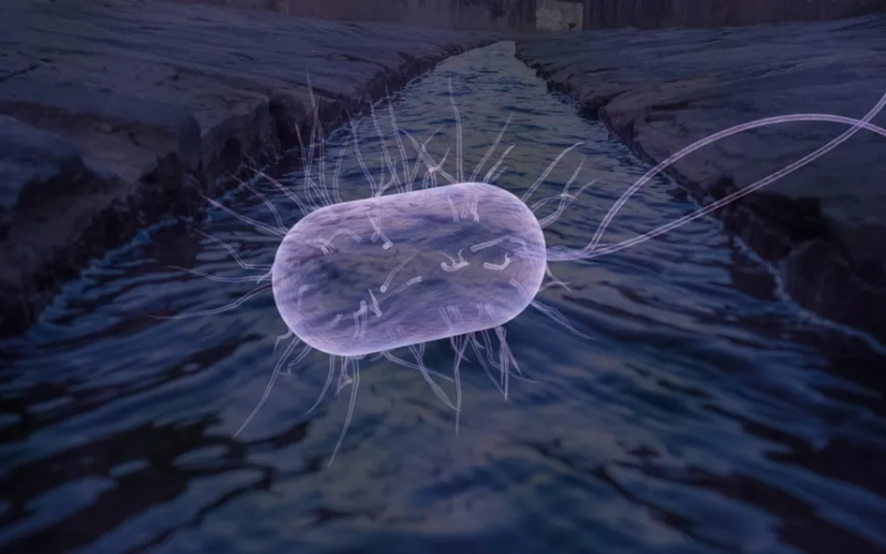 bacteria_tratamento_de-esgoto bacteria_tratamento_de-esgoto