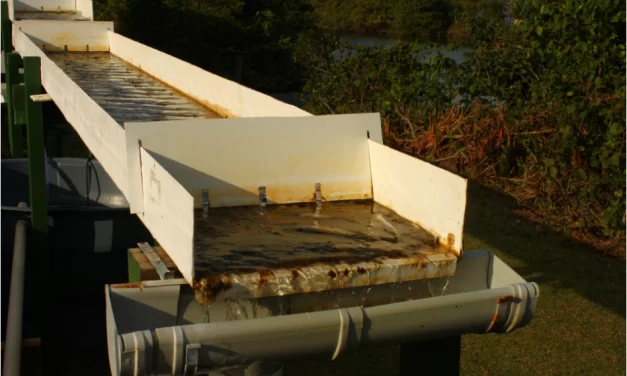 “Tapete de algas” é alternativa barata e sustentável para tratamento das águas de Florianópolis