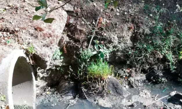 Microrganismos são capazes de degradar poluente de esgoto altamente tóxico