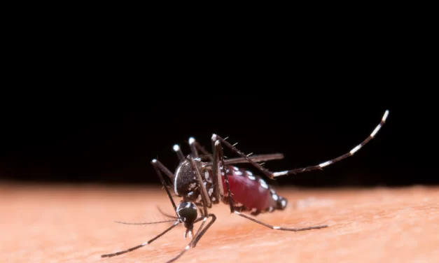 BRK reforça os cuidados necessários no combate à dengue