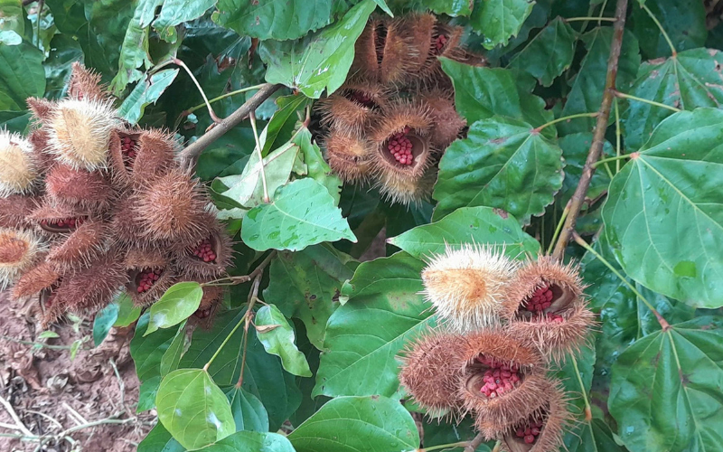 lodo-urucum lodo_sanepar
