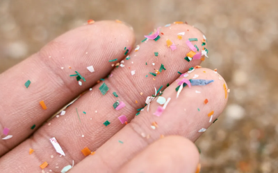 Microplásticos encontrados em alimentos contaminados podem chegar ao cérebro